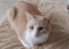 Suna, chat à adopter