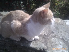 chat perdu